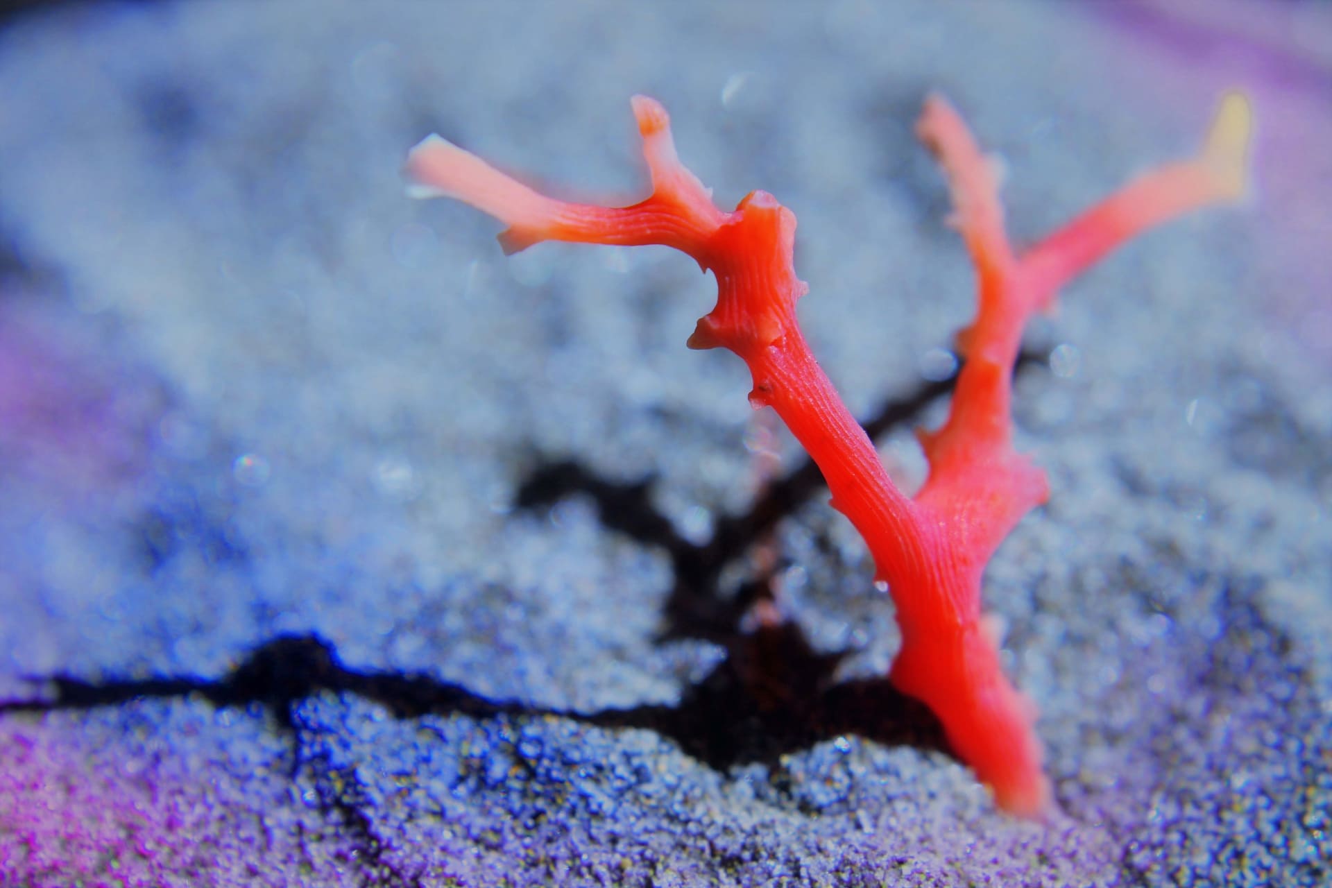 血赤珊瑚の価値判断、買取前に知っておきたいこと